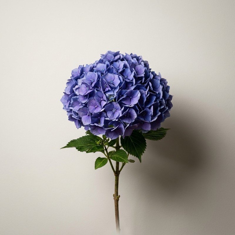Blue Hydrangea