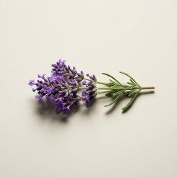 Lavender Sprig