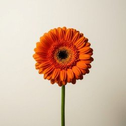 Orange Gerbera Daisy