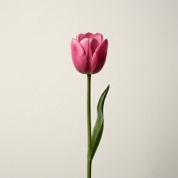 Pink Tulip