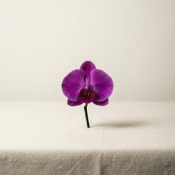 Purple Orchid