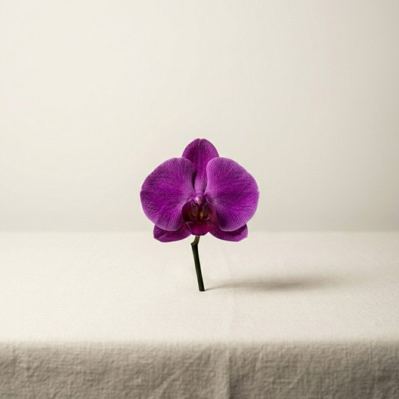 Purple Orchid