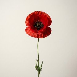 Red Poppy