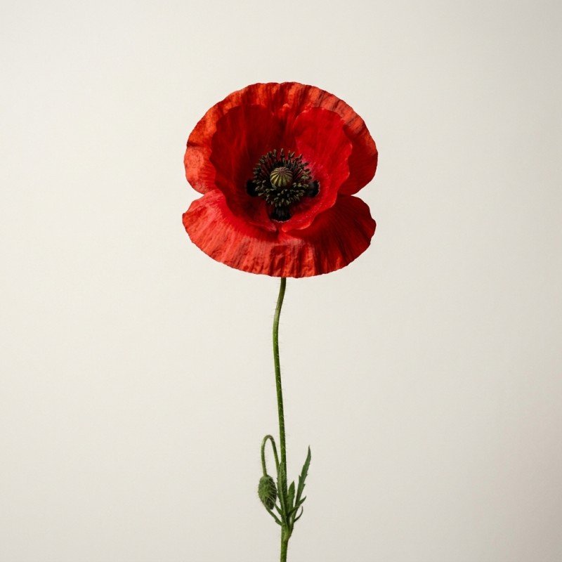 Red Poppy