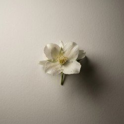 White Jasmine