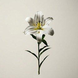 White Lily